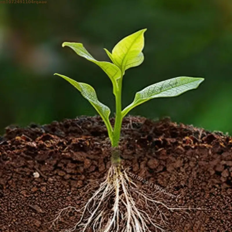 Plant Rooting Powder Indole Bu – обзор и цена Rooting Hormone Powder