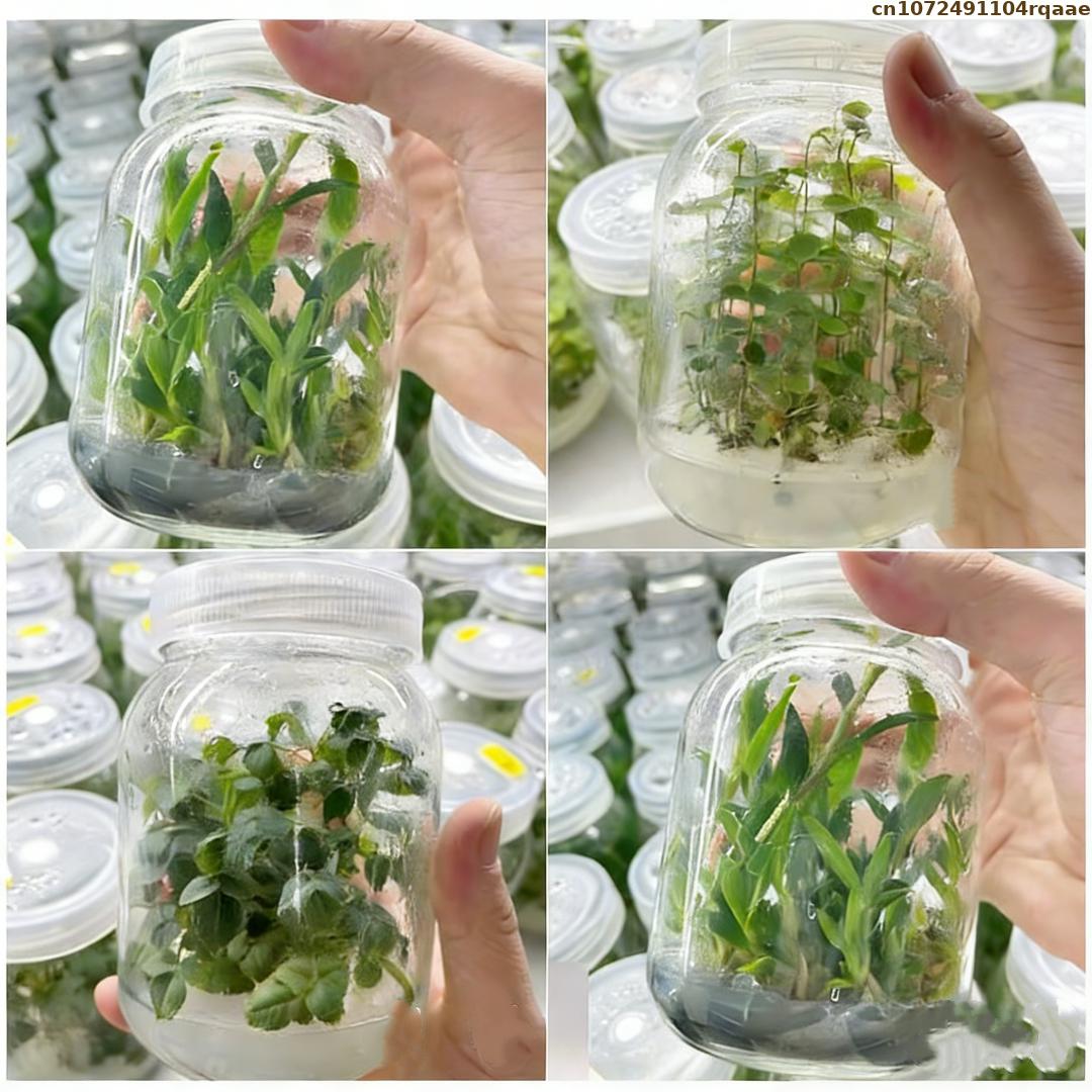 Premium Plant Tissue Culture A – обзор и цена Agar Tissue Culture