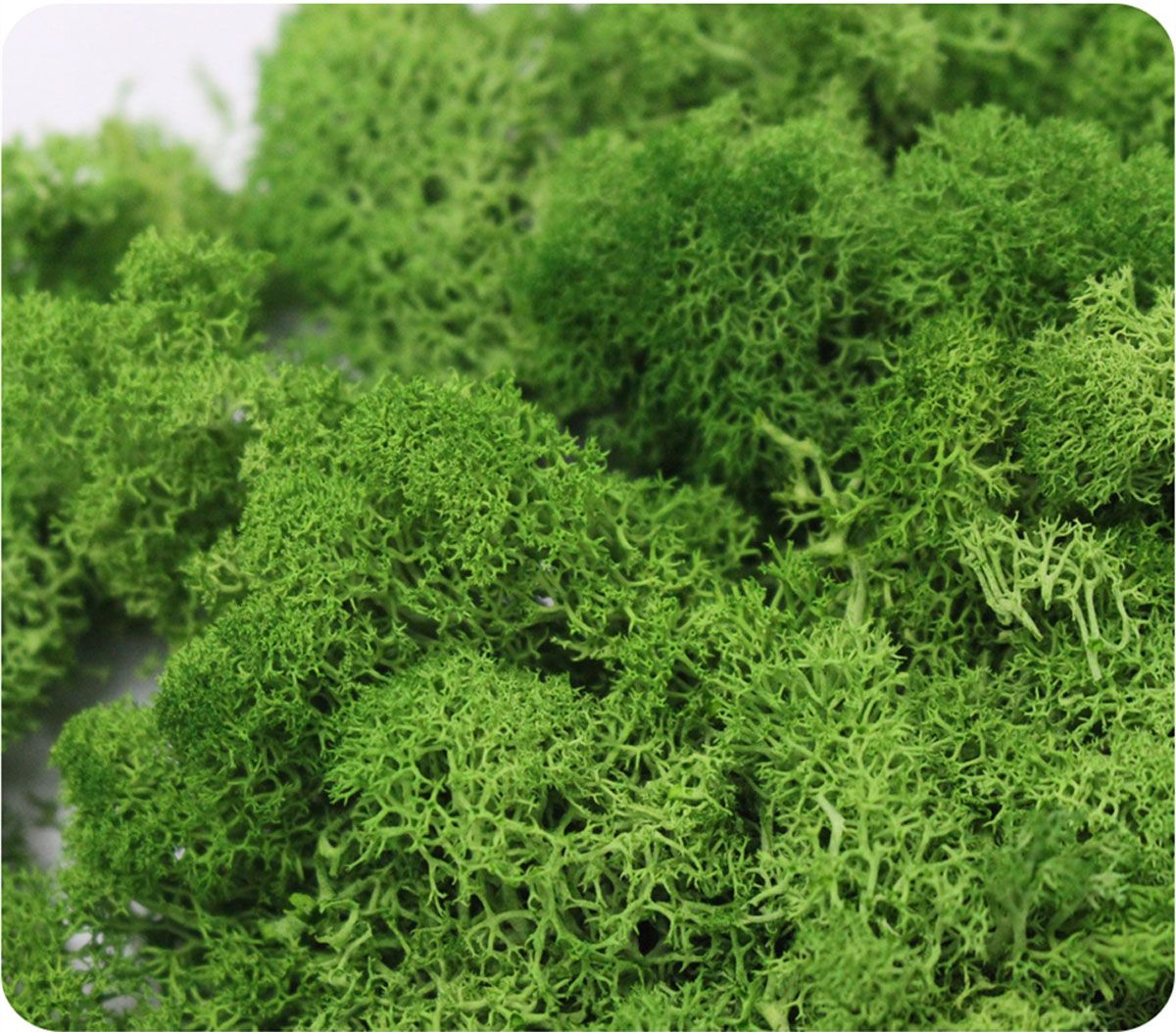 Wedding Accessories Wedding Fl – обзор и цена Sphagnum Moss Dry