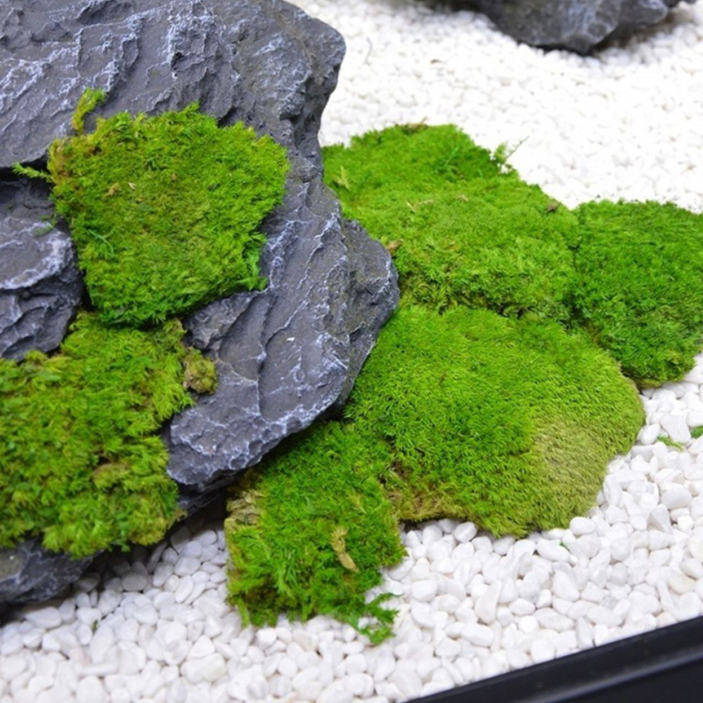 20/80g Eternal Life Moss Grass – обзор и цена Sphagnum Moss Dry
