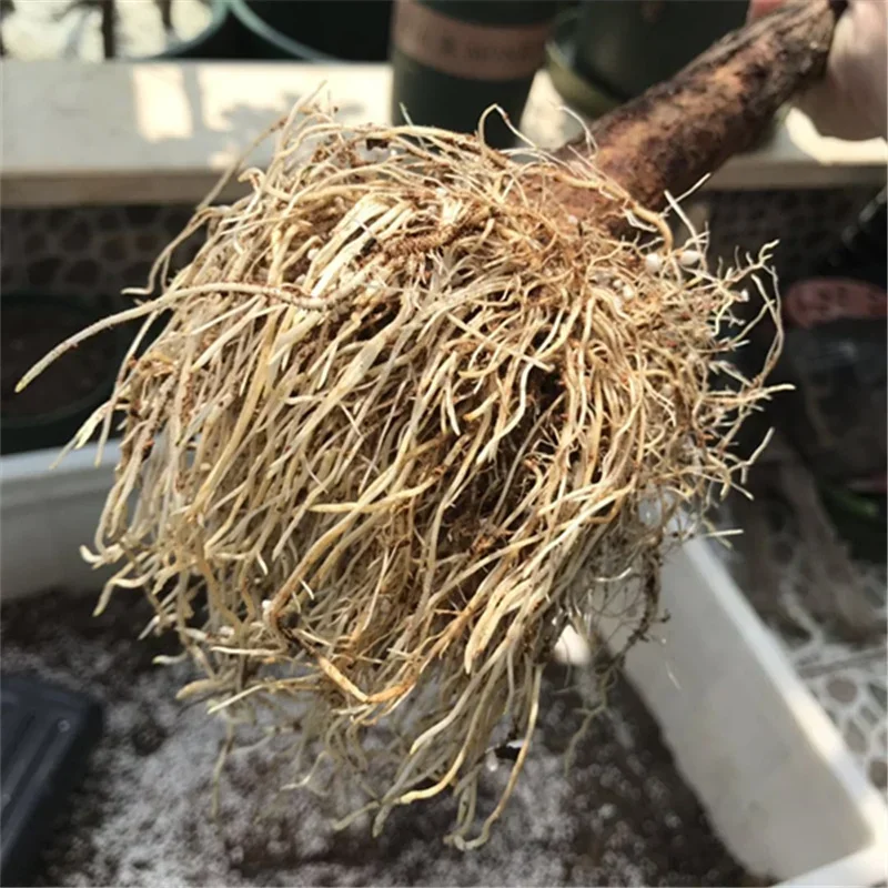 10g Quickly Rooting Powder Hor – обзор и цена Rooting Hormone Powder