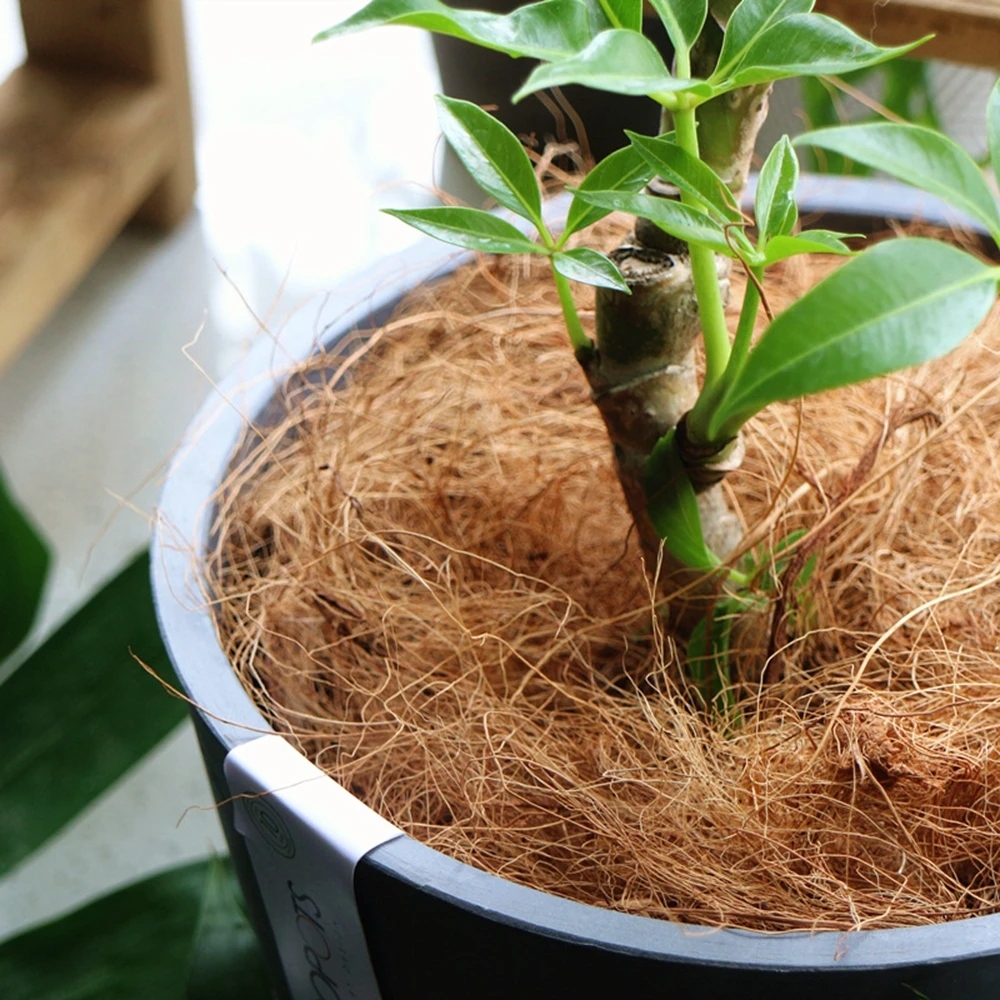 Natural Coconut Husk Fiber Flo – обзор и цена Sphagnum Moss Dry