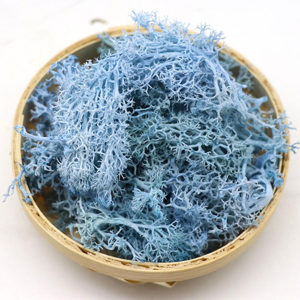 Colorful DIY Home Decor Christ – обзор и цена Sphagnum Moss Dry