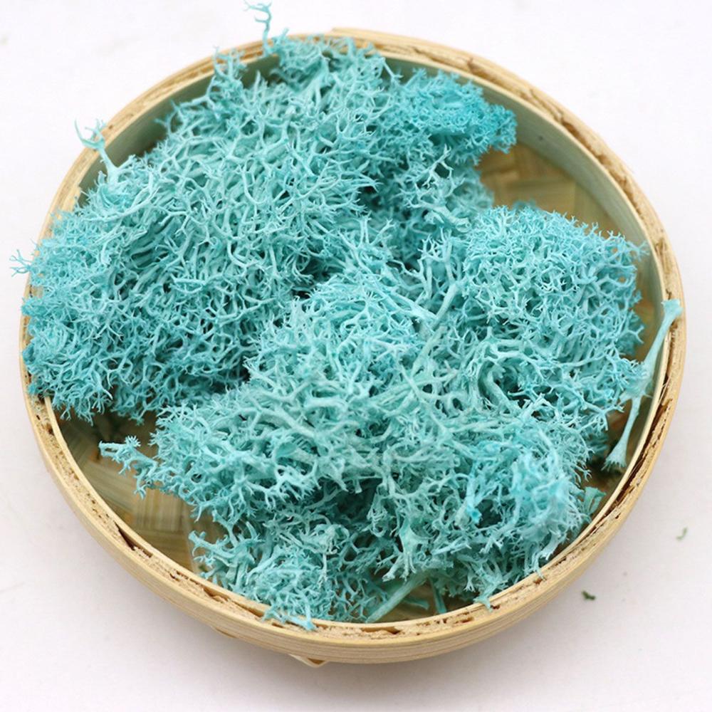 Colorful DIY Home Decor Christ – обзор и цена Sphagnum Moss Dry